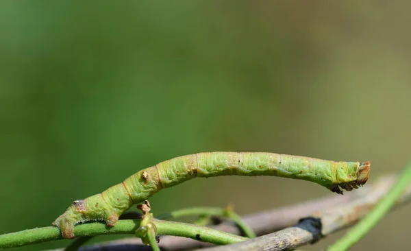 Small Green Caterpillar Spanner Clings Thin Branch Green Background Nature — Stock Photo, Image