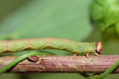 Küçük yeşil bir tırtıl, bir anahtar, doğada yeşil bir arka plana karşı ince bir dala tutunur.