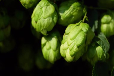 Yeşil zıplama çiçekleri koyu arkaplanda dallara tutunur.