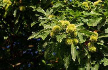 Yaprakları ve olgunlaşmamış tatlı kestaneleri olan bir kestane ağacının ayrıntıları