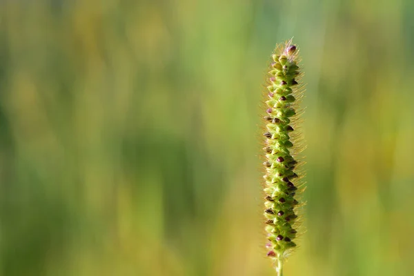 Close Van Een Grassprietje Met Zaden Tegen Een Groene Achtergrond — Stockfoto