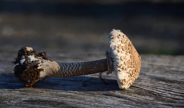 Ein Heller Pilz Mit Braunen Flecken Und Braunem Stiel Liegt — Stockfoto