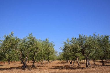 Birçok yeşil zeytin ağacı Sicilya 'da mavi gökyüzüne karşı bir zeytin tarlasında bir bulvar oluşturur.