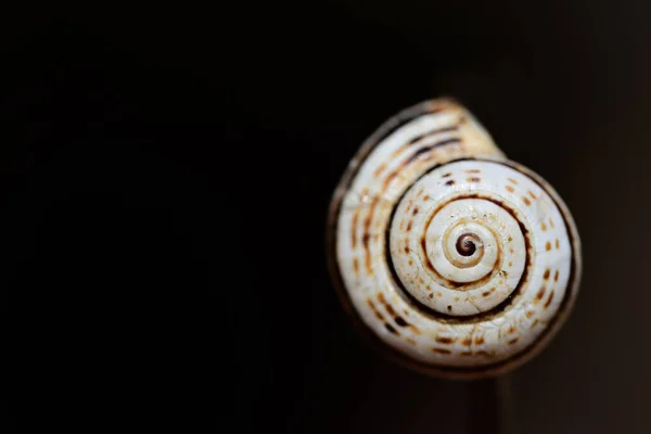 Close Uma Pequena Concha Caracol Pendurada Ramo Seco Contra Fundo — Fotografia de Stock