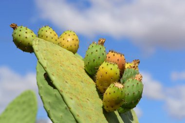 Dikenli armut kaktüsü dikenli armut ve dikenli armut meyveleriyle Sicilya 'da bulutlu mavi bir gökyüzüne karşı
