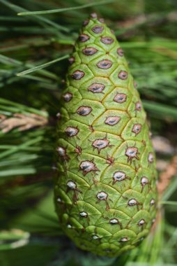 Yeşil arka plan ve çam iğnelerine karşı kapalı bir çam ağacının konisi.
