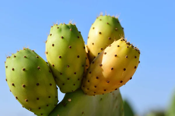 Prickly pear cactus with prickly pears and prickly pear fruits against a blue sky with clouds in Sicily