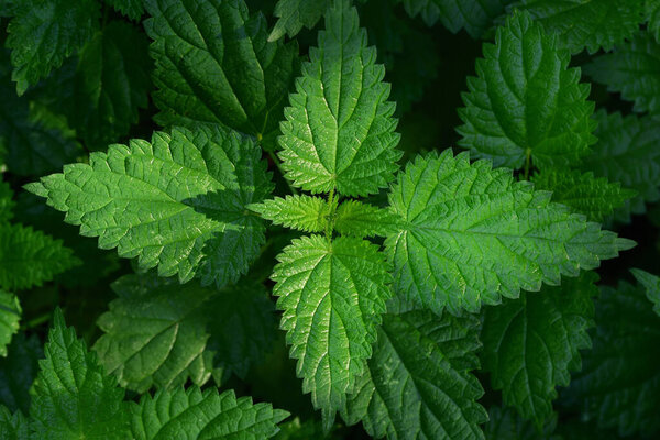 Green nettle leaves are photographed from above, creating a fresh background