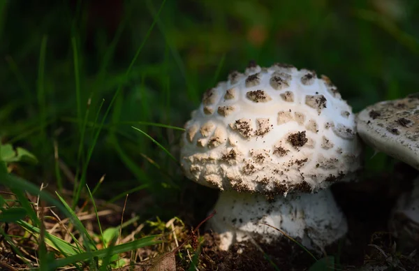 Pantersvamp Eller Pärlsvamp Naturen Står Skuggan Ängen Hösten — Stockfoto