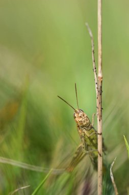 Küçük yeşil bir cırcır böceği portre formatında bir sapa tırmanıyor ve yeşil bir arkaplana bakarak metne yer açıyor.