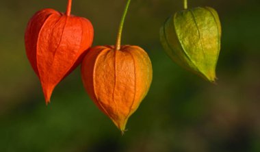 Kırmızı, sarı ve yeşil renkli üç lamba çiçeği yeşil arka planda asılı duruyor.