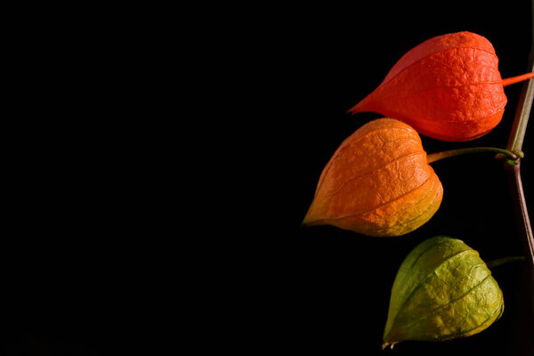 Three lampinion flowers in the colors red, yellow and green form a traffic light on the side edge against a dark background with space for text