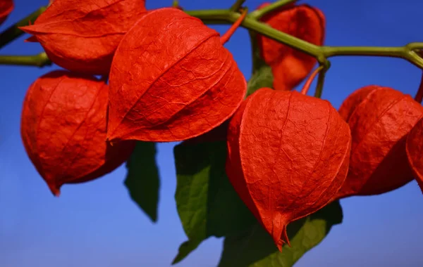 Gloeiende Rode Lampinion Bloemen Tegen Een Blauwe Lucht Herfst — Stockfoto