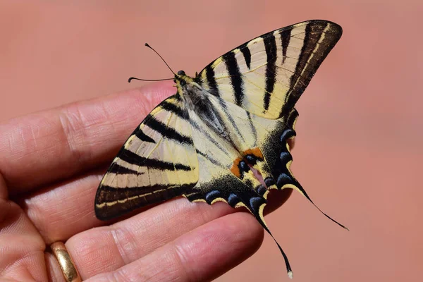 Ein Schmetterling Ein Schwalbenschwanz Sitzt Auf Der Hand Einer Frau — Stockfoto