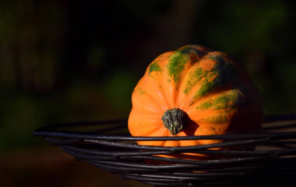 오렌지 호박이 자연계의 어두운 배경에 그릇에 — 스톡 사진