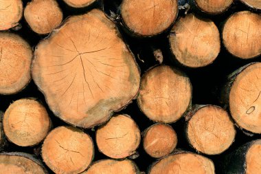 Yakıt odunlarının dokusunu ve detaylarını karanlık bir arkaplana karşı kapatın.