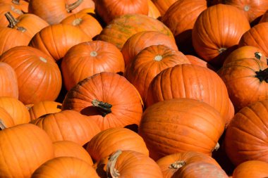 Arka plan ve doku birçok turuncu balkabağından yapılmıştır. Yan yana ve üst üste yatarlar.