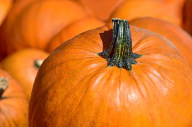 Arka plan ve doku birçok turuncu balkabağından yapılmıştır. Yan yana ve üst üste yatarlar.