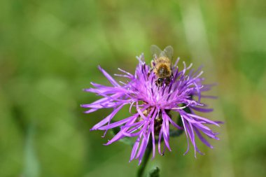 Mor bir knapweed 'in (Centaurea) yakınında, yaz aylarında arıların nektar aradığı açık arazide.