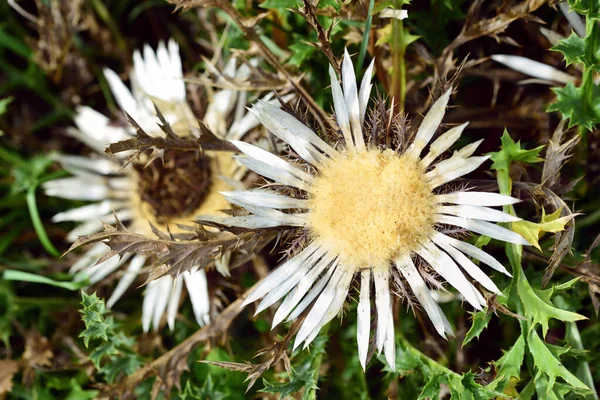 Blühende Silberdisteln Mit Stacheligen Blättern Und Silbernen Blüten Werden Von — Stockfoto