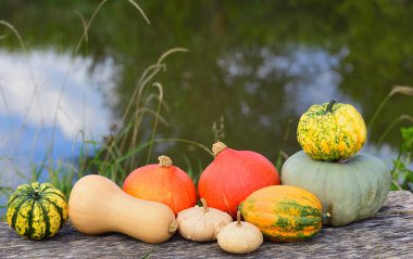 Birçok farklı balkabağı ahşap bir bankta, su ve yabani otların önünde yan yana durur.