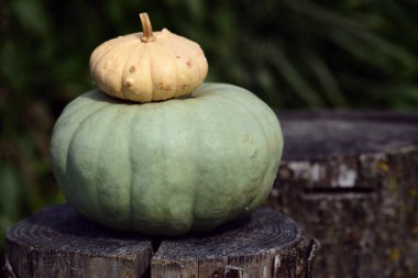İki balkabağı, bir yeşil ve bir sarı, doğada, bir kütüğün üzerinde birbirinin üstünde durur.