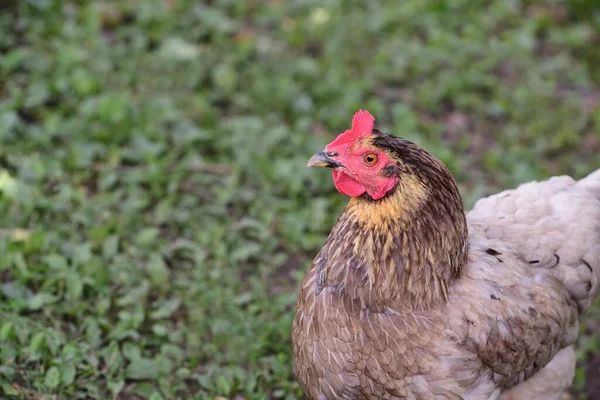 Pollo Doméstico Marrón Encuentra Prado Verde Mira Hacia Los Lados — Foto de Stock