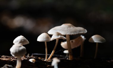 Sonbaharda karanlık ormanda büyüyen küçük beyaz mantarların yakın çekimi. Güneş küçük mantarların üzerinde parlıyor..