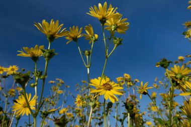 Güneşte parlayan sarı çiçekleri (Silphium perfoliatum) yakından çekerken yaprakları güneşe doğru uzanıyordu. Arka planda mavi gökyüzü var.