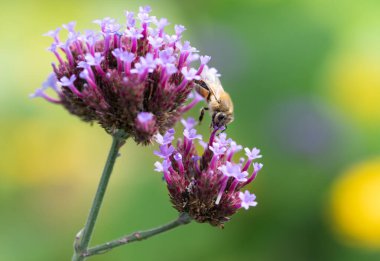 Küçük bir bal arısı, polen aramak için mor çiçeklerin üzerine tırmanıyor..