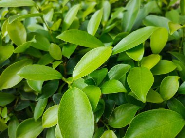 Yeşil yaprakları kapat