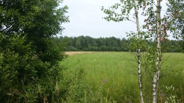 Bir yaz gününde arka planda iki huş ağacı