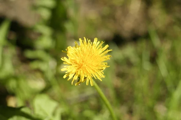 Macro Shot Bright Yellow Dandelion — Stock Photo, Image