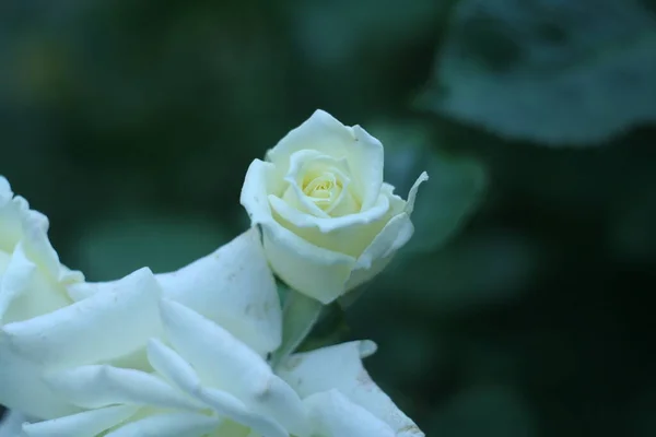 Macro Shot Small Bud White Rose Art Photo Old Camera — Stock Photo, Image