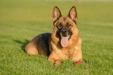 Güneşli bir günde çimenlikte Alman Çoban