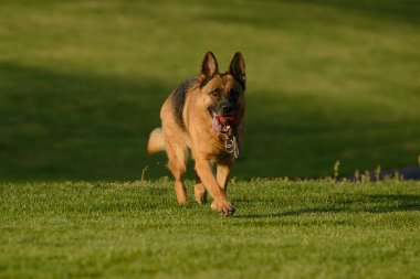 Güneşli bir günde çimenlikte Alman Çoban