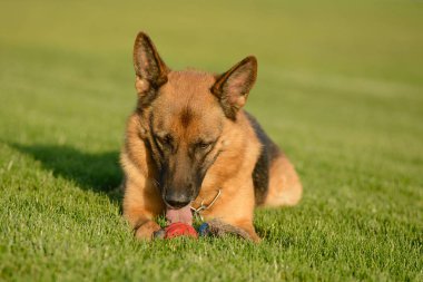 Alman Çoban Köpek Yalama Oyuncak