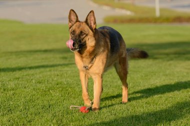 Oyuncaklı Alman Çoban Köpeği