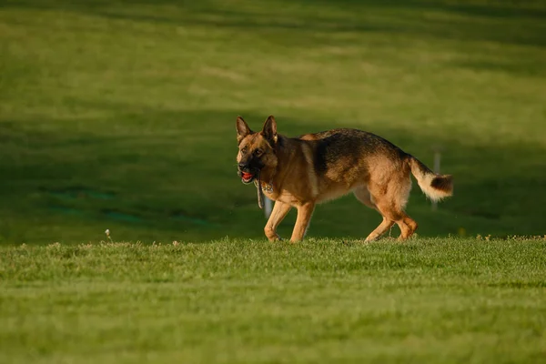 Duitse Herder Het Gazon Een Zonnige Dag — Stockfoto