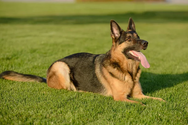 阳光明媚的一天 德国牧羊犬在草坪上 — 图库照片