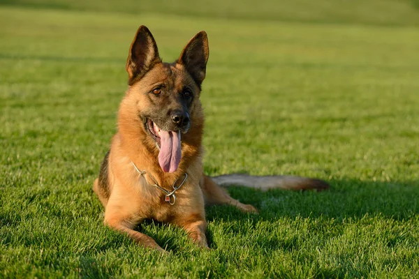 German Shepherd Lawn Sunny Day — Stock Photo, Image