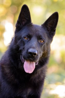 Güzel siyah alman çoban