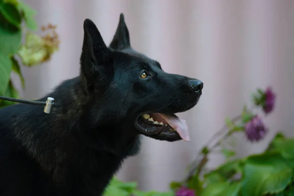 Beautiful Black German Shepherd — Stock Photo, Image