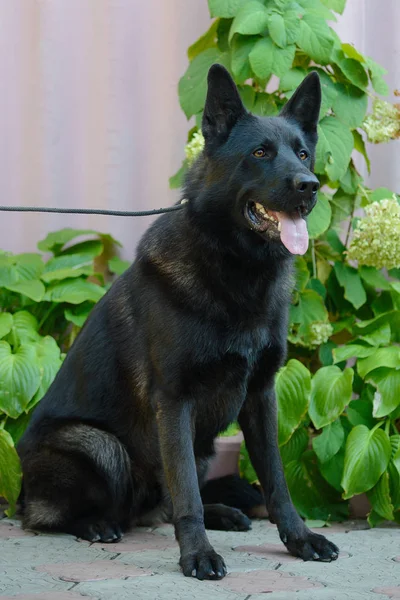 Beautiful Black German Shepherd — Stock Photo, Image