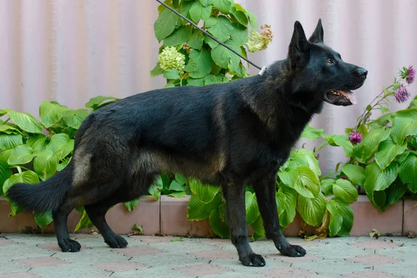 Beautiful Black German Shepherd — Stock Photo, Image