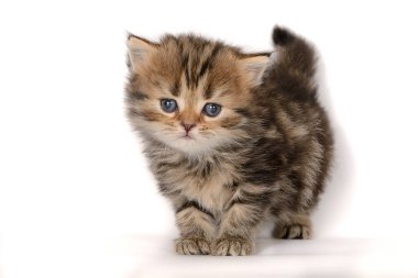 Beyaz arka planda küçük bir kedi yavrusu