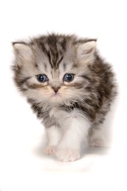 Beyaz arka planda küçük bir kedi yavrusu