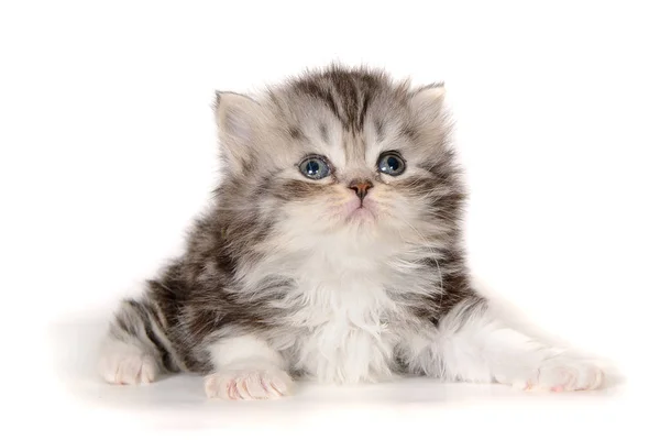 Little Kitten White Background — Stock Photo, Image