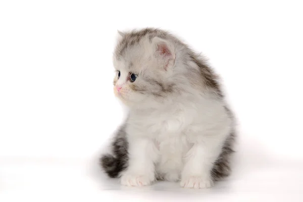 Little Kitten White Background — Stock Photo, Image