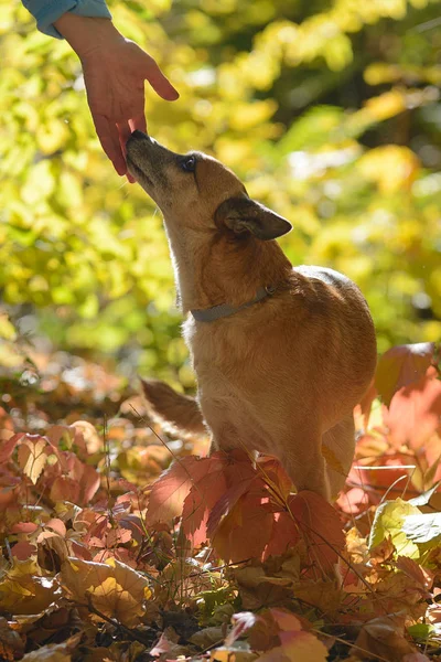 Red Haired Little Dog Forest Sun — Stock Photo, Image